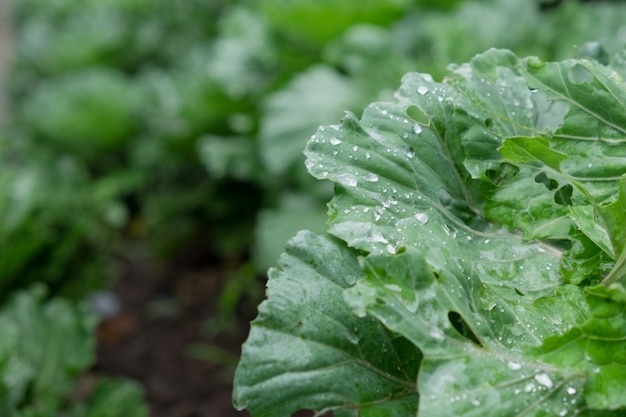 Wassertropfen auf Gemüse