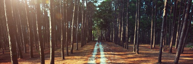 Weg-Forrest-ländliches Hinternatur-Konzept