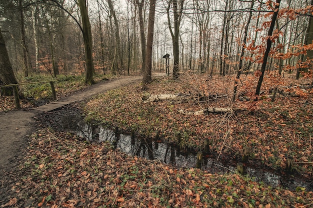 Weg in einem Wald, der im Herbst mit Bäumen bedeckt ist