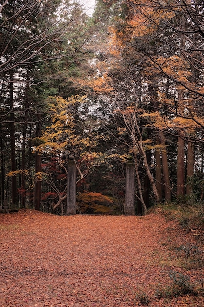 Weg in einem Wald, umgeben von Bäumen, die im Herbst mit bunten Blättern bedeckt sind