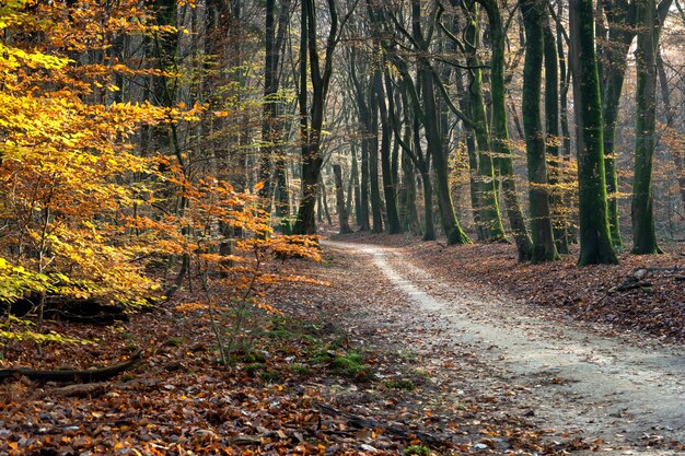 Weg in einem Wald, umgeben von Bäumen und Blättern im Sonnenlicht im Herbst