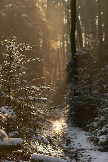 Kostenloses Foto weg mit dem schnee bedeckt in einem wald, umgeben von grün unter sonnenlicht
