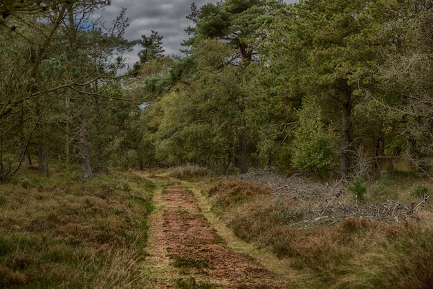 Weg mitten in einem Herbstwald, umgeben von hohen Bäumen unter dem düsteren Himmel