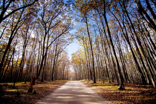 Weg mitten in einem Wald mit hohen blattlosen Bäumen und einem blauen Himmel im Hintergrund