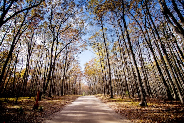 Weg mitten in einem Wald mit hohen blattlosen Bäumen und einem blauen Himmel im Hintergrund