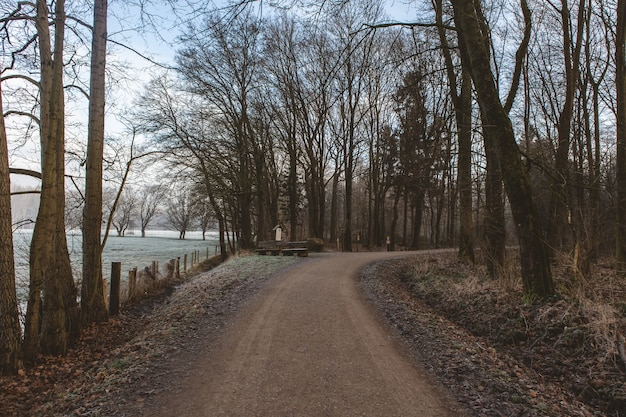 Kostenloses Foto weg umgeben von viel grün in einem wald mit einem see