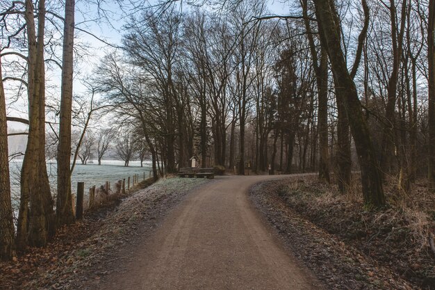 Weg umgeben von viel Grün in einem Wald mit einem See