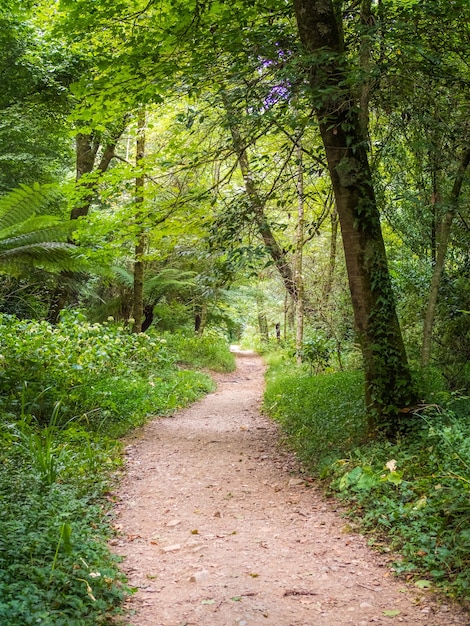 Weg unter einem Baldachin von Waldbäumen, umgeben von Gräsern und Bäumen in Serra do Bucaco, Portugal