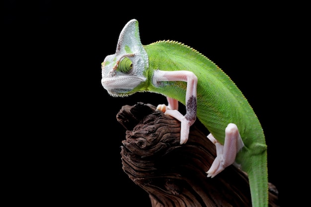 Weibchen Pied veiled Chameleon Juvenile auf Ast Pied veiled Chameleon Weibchen Nahaufnahme auf Ast