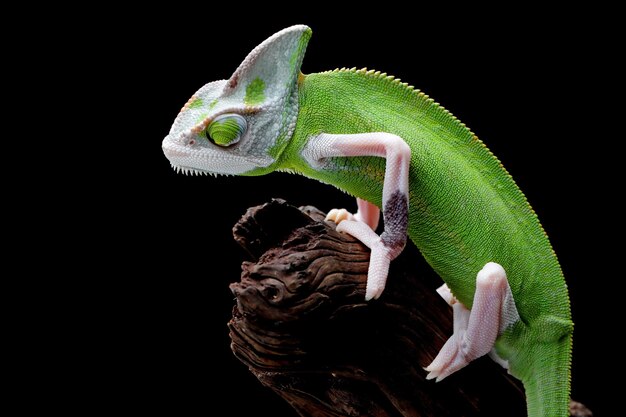 Weibchen Pied veiled Chameleon Juvenile auf Holz Pied veiled Chameleon Weibchen Nahaufnahme auf Ast