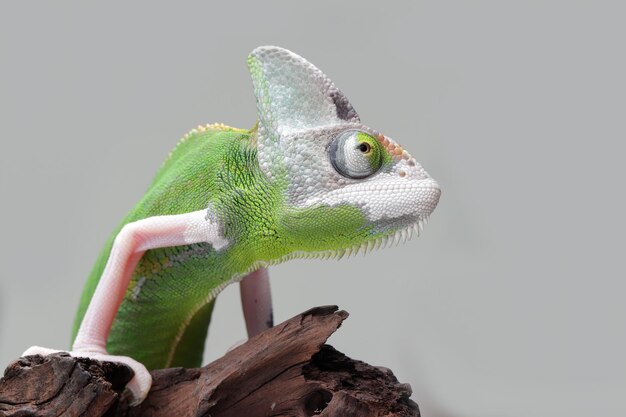 Weibchen Pied veiled Chameleon Juvenile auf Holz Pied veiled Chameleon Weibchen Nahaufnahme auf Ast