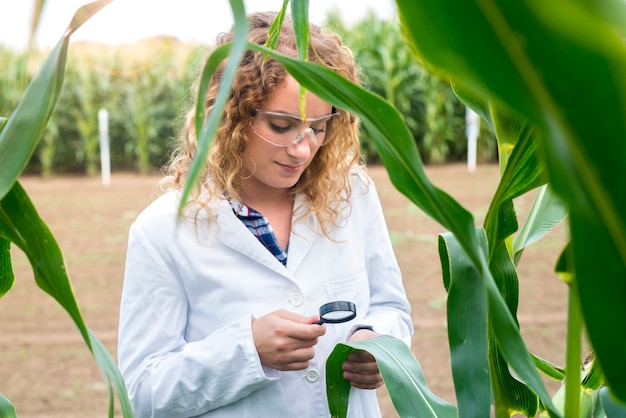 Weibliche Agronomin, die Lupe verwendet, um Qualität der Maispflanzen auf dem Feld zu überprüfen