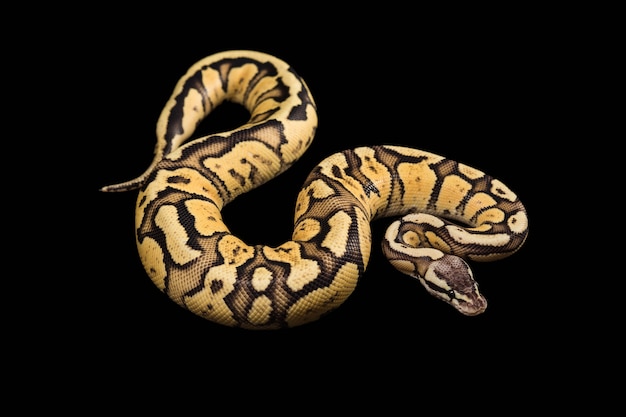 Weibliche Ballpython. Firefly Morph oder Mutation