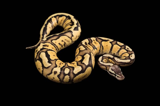 Weibliche Ballpython. Firefly Morph oder Mutation