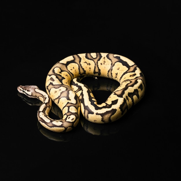 Weibliche Ballpython