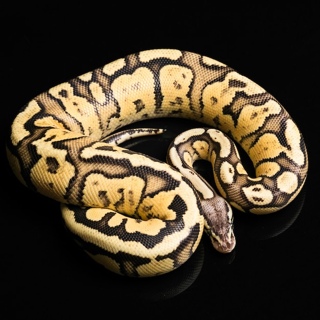 Kostenloses Foto weibliche ballpython