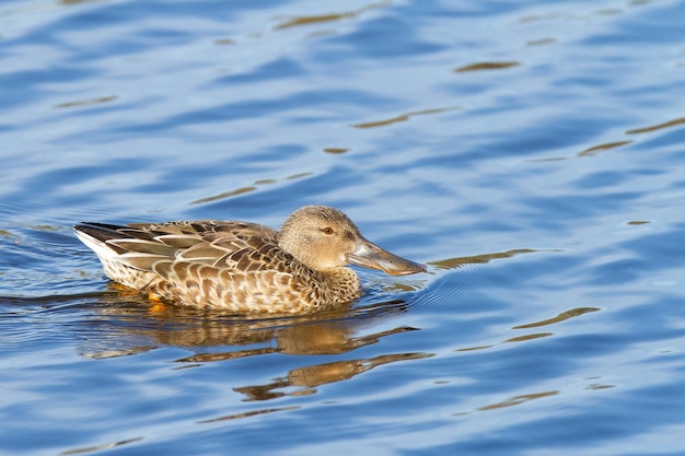 Weibliche Ente, die an einem See schwimmt