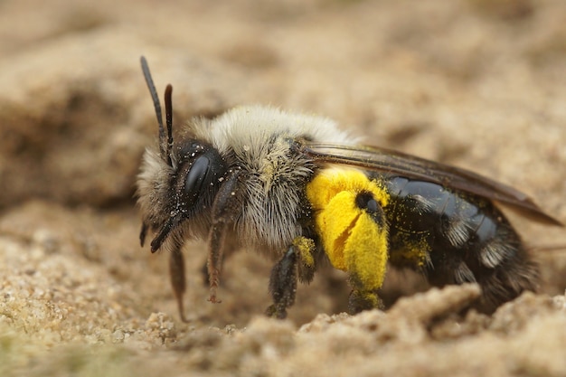 Weibliche graurückenige Bergbaubiene und Pollen von Weiden