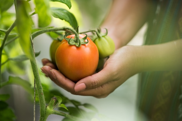 Weibliche Hand, die Tomate auf Biohof hält