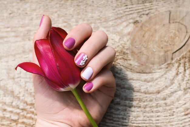 Weibliche Hand mit lila Nageldesign, das schöne rosa Tulpe hält.