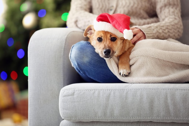 Weibliche person, die kleinen netten lustigen hund am stuhl auf weihnachtsbaumhintergrund hält