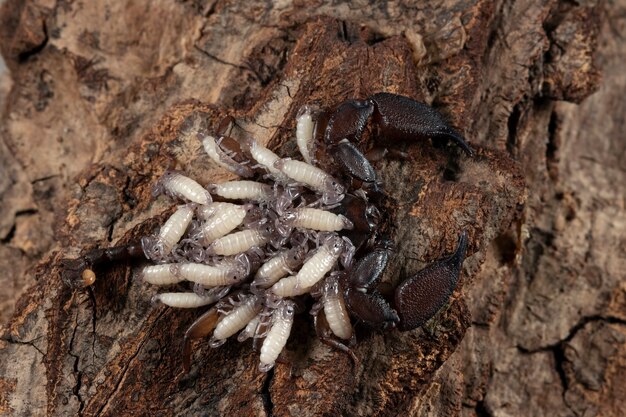 weiblicher Chaerilus Celebensis Skorpion, der ihr neues Junges auf dem Rücken trägt