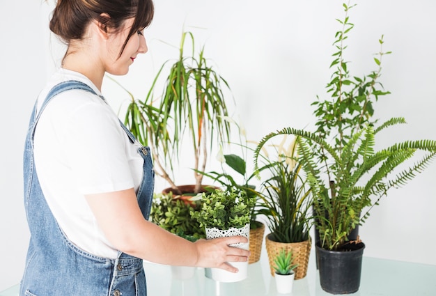 Weiblicher Florist, der Topfpflanze über Schreibtisch hält