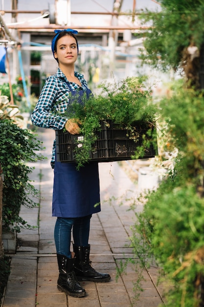 Weiblicher Gärtner, der Kiste mit frischen Anlagen im Gewächshaus hält