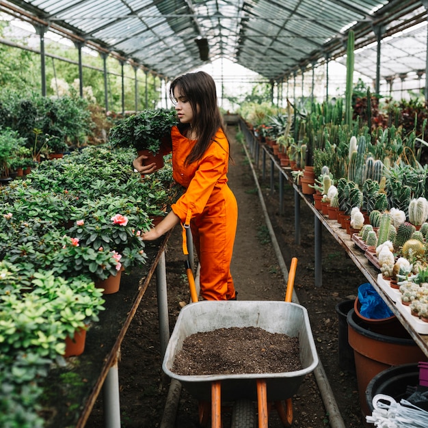 Weiblicher Gärtner, der Topfpflanzen im Gewächshaus vereinbart