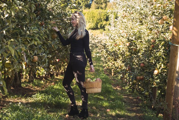 Weiblicher Landwirt, der Äpfel sammelt