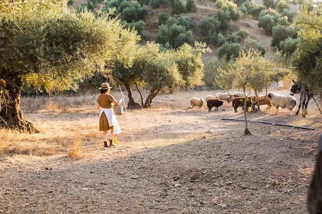 Weiblicher Landwirt, der Schafe in einem Olivengarten in Herden lebt