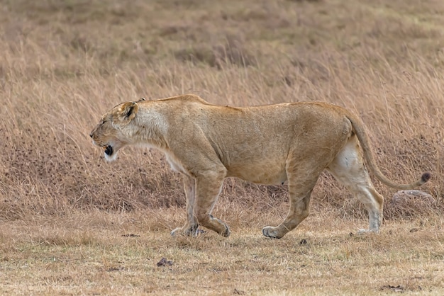 Weiblicher löwe, der in einem grasfeld während des tages geht