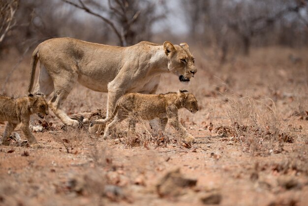 Weiblicher Löwe, der zusammen mit ihren Jungen geht