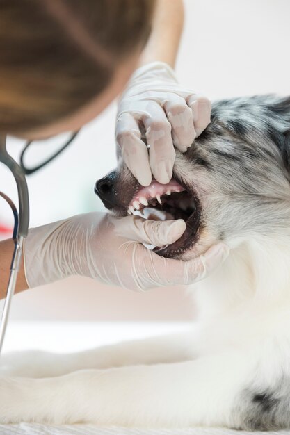 Weiblicher Tierarzt, der die Zähne des Hundes in der Klinik kontrolliert