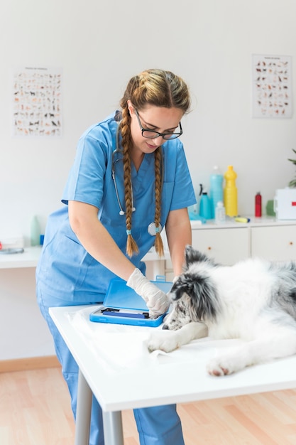 Weiblicher Tierarzt, der Otoscope vom blauen Kasten mit Hund auf Tabelle in der Klinik nimmt