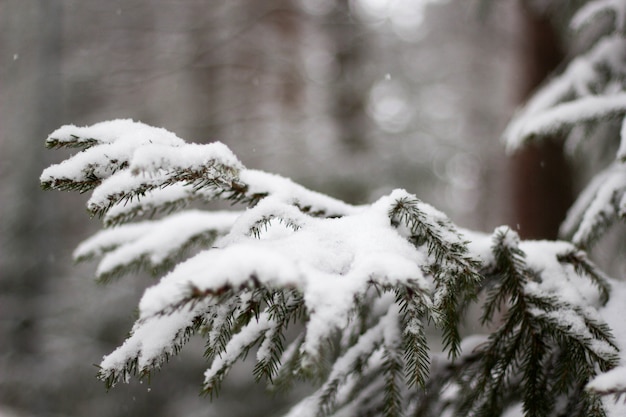 Weicher Fokus der schneebedeckten Fichte vor einem verschwommenen Hintergrund im Winter