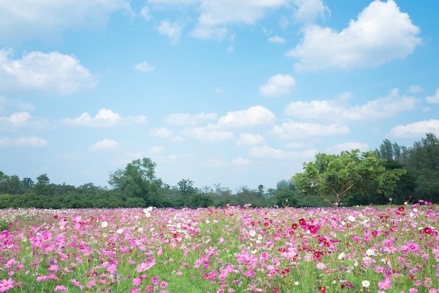 Weicher Fokus des Sommer-Kosmos-Blumen-Feldes mit blauem Himmels-Hintergrund