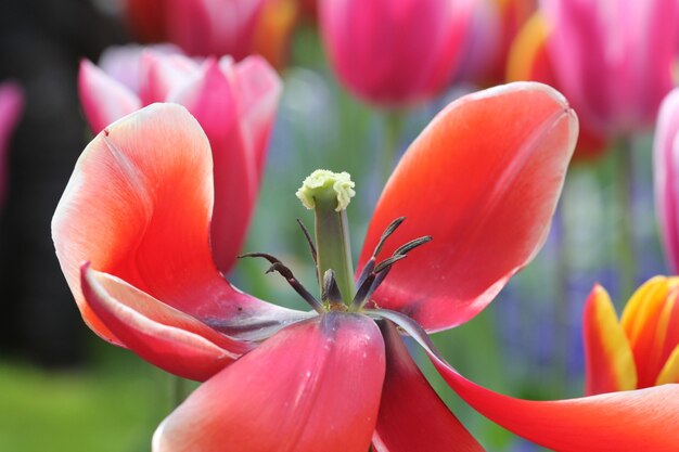 Weicher Fokus des Staubblatts und des Stempels einer voll blühenden roten Tulpe in einem Garten