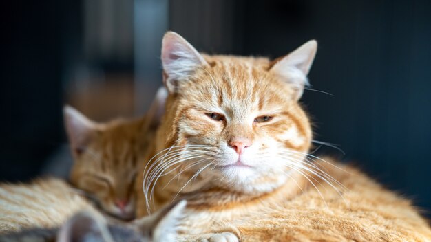 Weicher Fokus einer braunen Haustierkatze mit leicht geöffneten Augen
