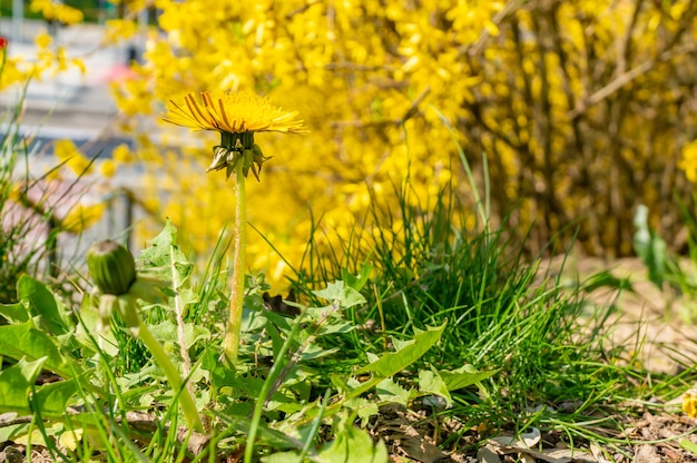 Weicher Fokus einer Löwenzahnpflanze mit gelber Blume gegen gelbe Bäume im Park