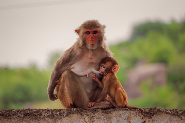 Weicher Fokus einer Makakenmutter, die ihre Jungen auf den Straßen der Stadt stillt