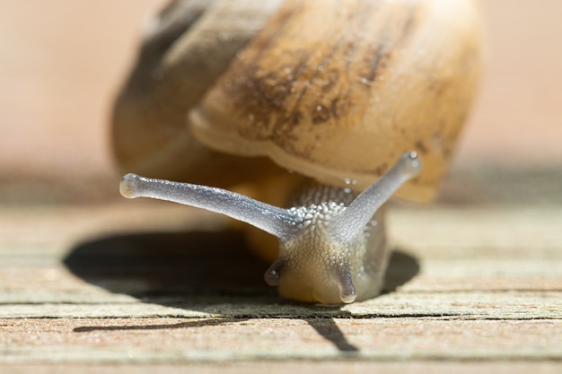 Weicher Fokus einer Schnecke, die an einem sonnigen Tag auf Holzpflaster kriecht