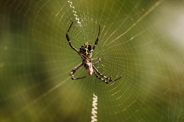 Weicher Fokus einer Spinne, die in der Mitte ihres Netzes wartet