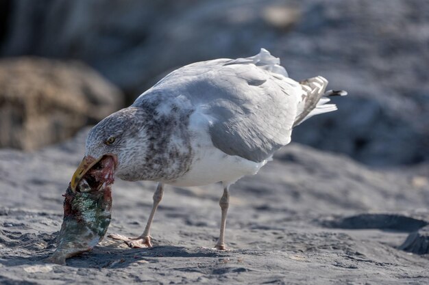 Weicher Fokus einer wilden Möwe, die einen Fisch am Ufer frisst