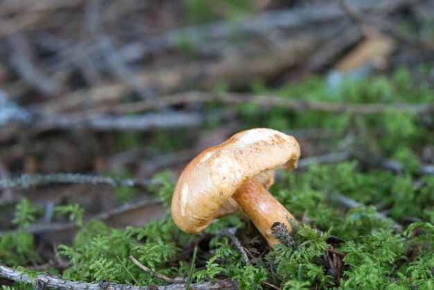 Weicher Fokus eines alten verrottenden Pilzes auf Waldboden