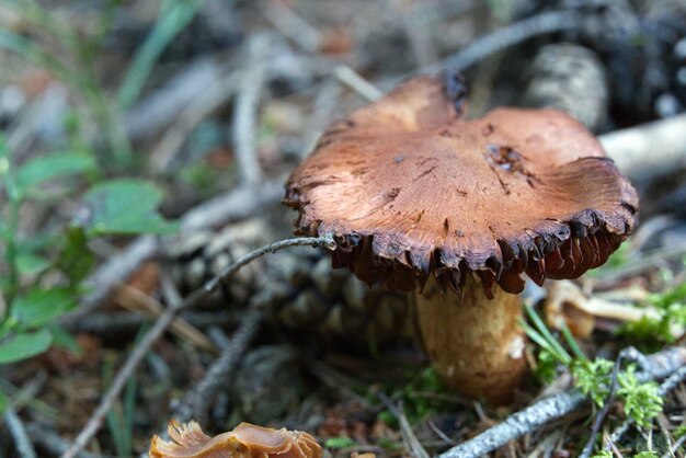 Weicher Fokus eines alten verrottenden Pilzes auf Waldboden