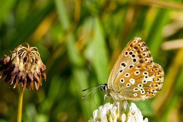 Weicher Fokus eines schönen Schmetterlings auf einer weißen Blume auf einer Wiese