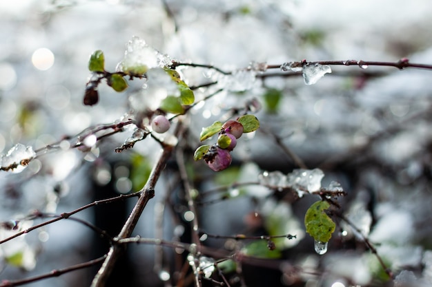 Weicher Fokus einiger Früchte und Blätter auf einem Baum mit Eis im Winter