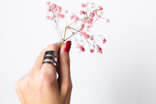 Weiches sanftes Foto der Frauenhand mit roter Maniküre des großen Rings halten niedliche kleine rosa getrocknete Blumen auf Weiß.