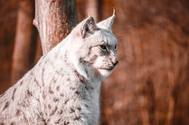 Weichzeichneraufnahme eines Bobcat, der groß sitzt und nach einer Beute mit braunen Bäumen sucht